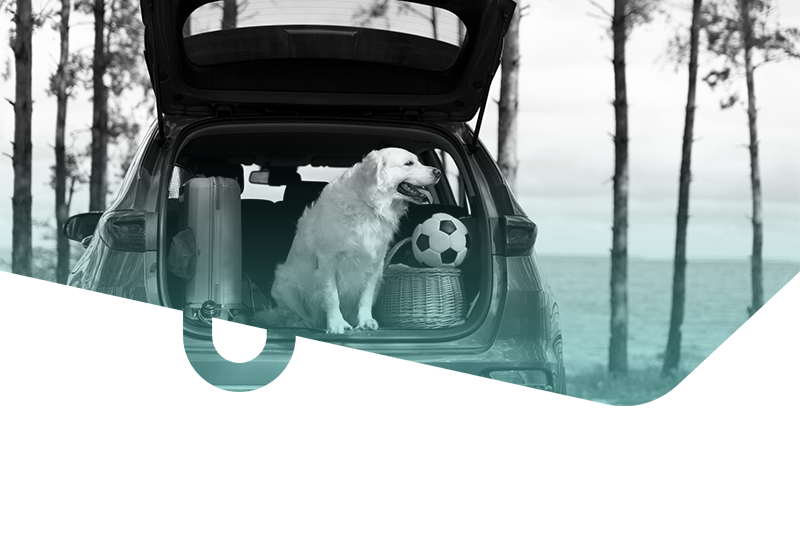 Consejos para viajar en el coche con perros