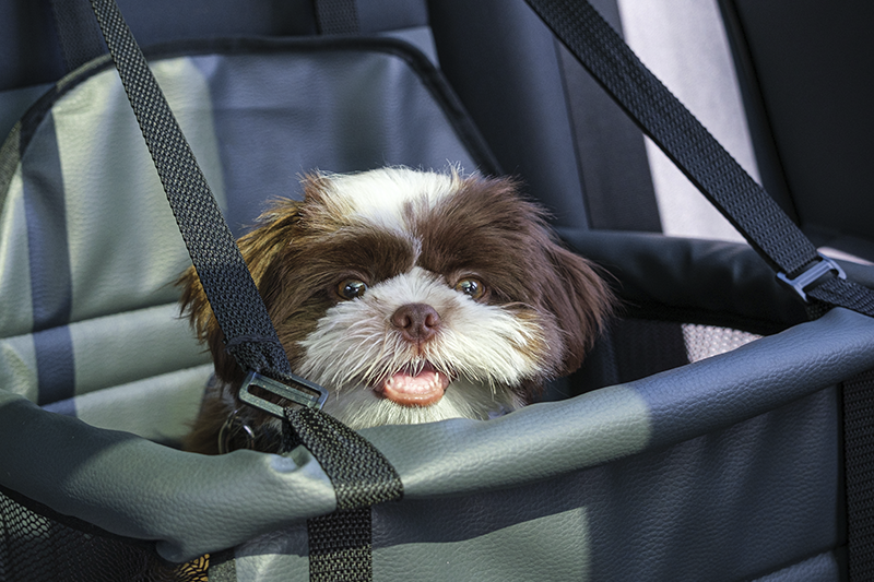 viajar_coche_perros_2